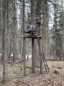 BlackBear_165.JPG