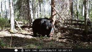 BlackBear_167.JPG
