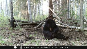 BlackBear_169.JPG