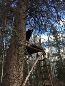 BlackBear_172.JPG