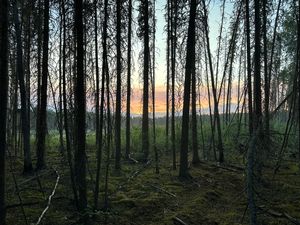 BlackBear_190.JPG