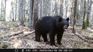 BlackBear_191.JPG