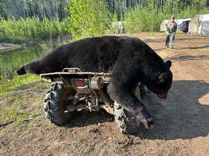 BlackBear_194.JPG