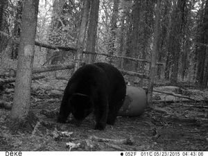 BlackBear_73.JPG