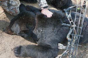 BlackBear_74.JPG