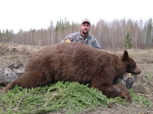BlackBear_8.JPG