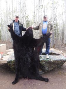 BlackBear_93.JPG