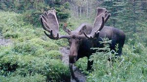 Moose16.jpg
