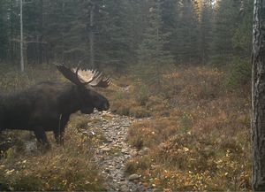 Moose211.jpg