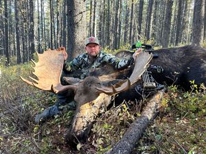 Moose 