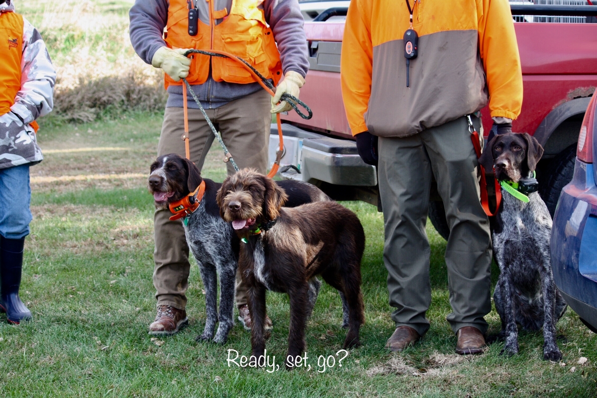 Who Is Pheasants Forever?