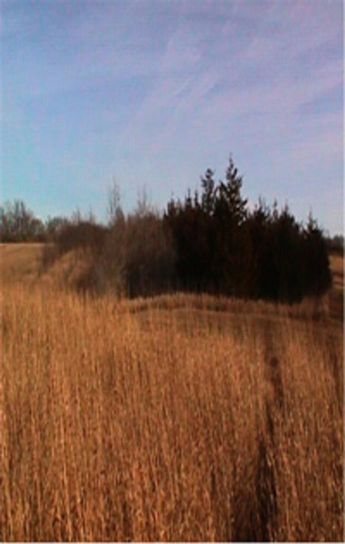 Wind Break established at Southwood hunting area Correctionville